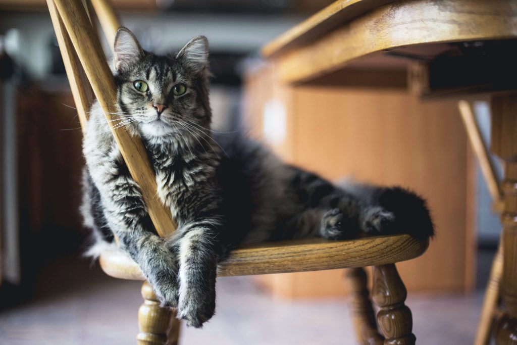 Cat on a chair