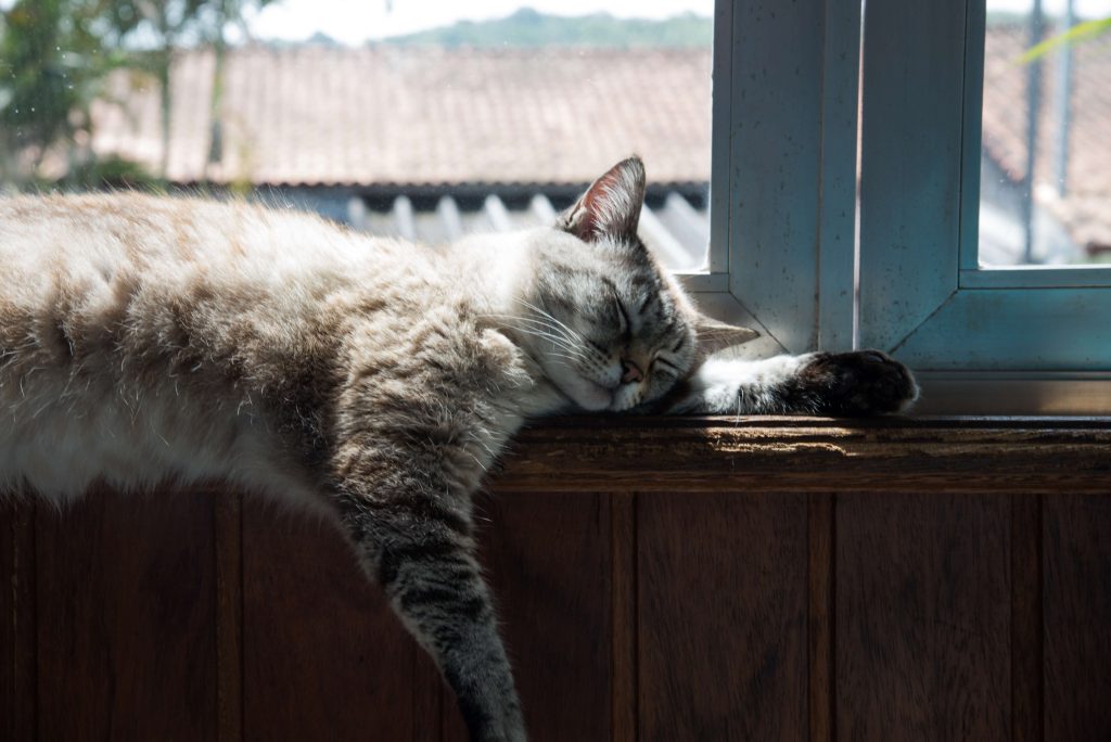 Why Do Cats Cover Their Face When They Sleep?