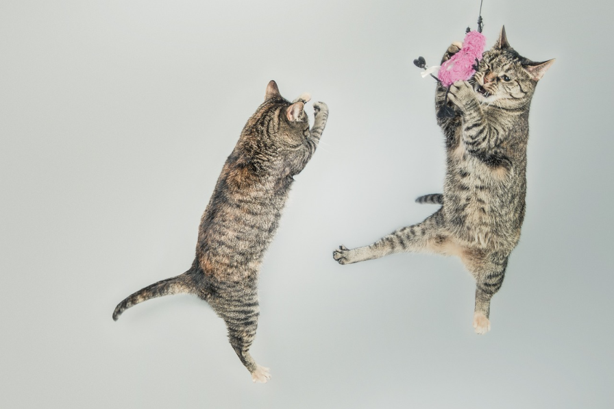 2 cats in the air