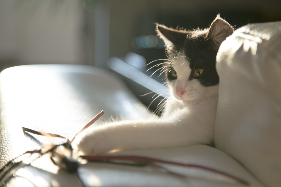 Cat playing with a toy