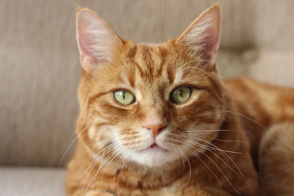 male ginger cat