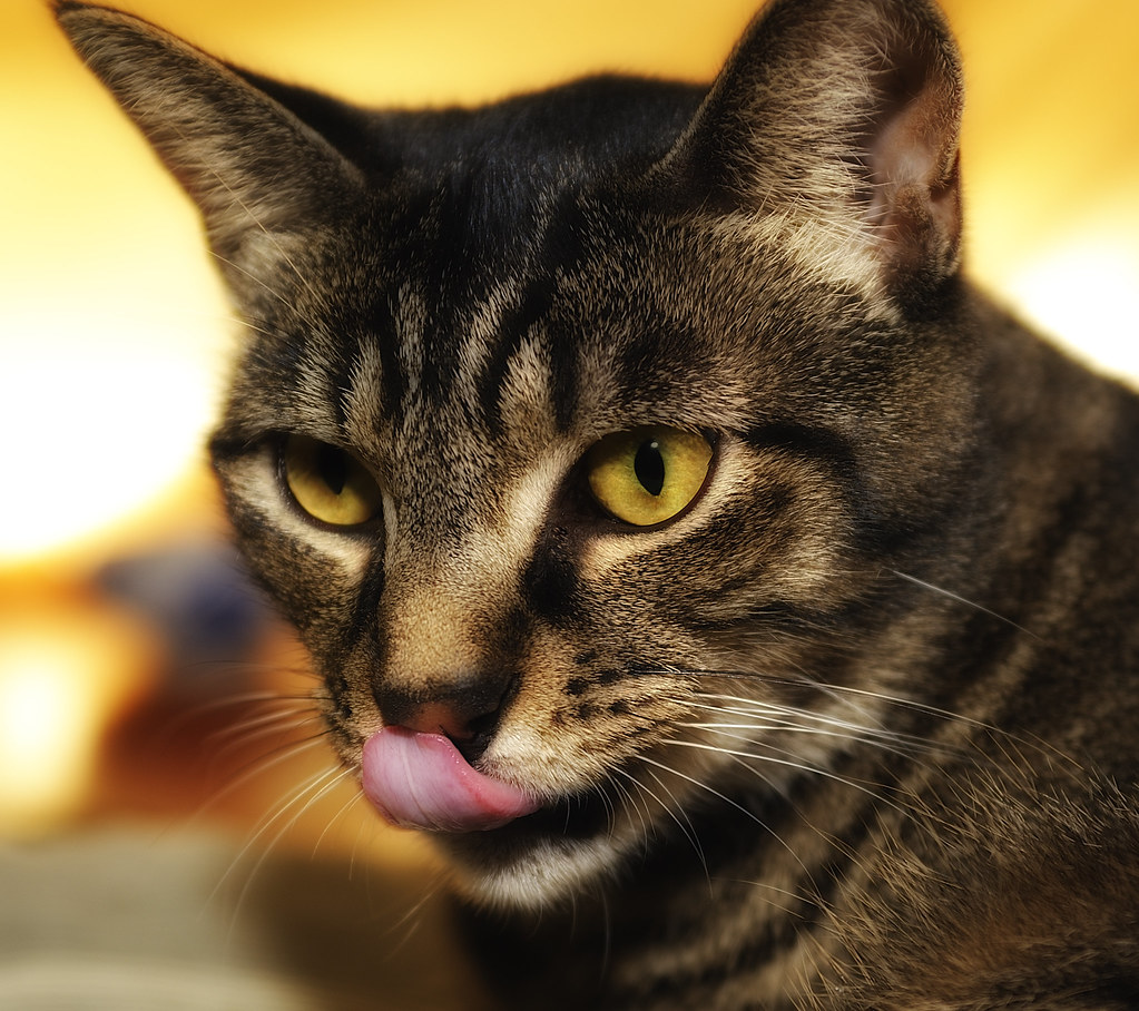 why do cats stick their tongues out