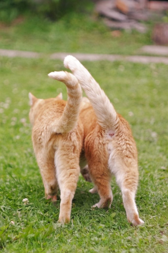 Two Cats with their tails