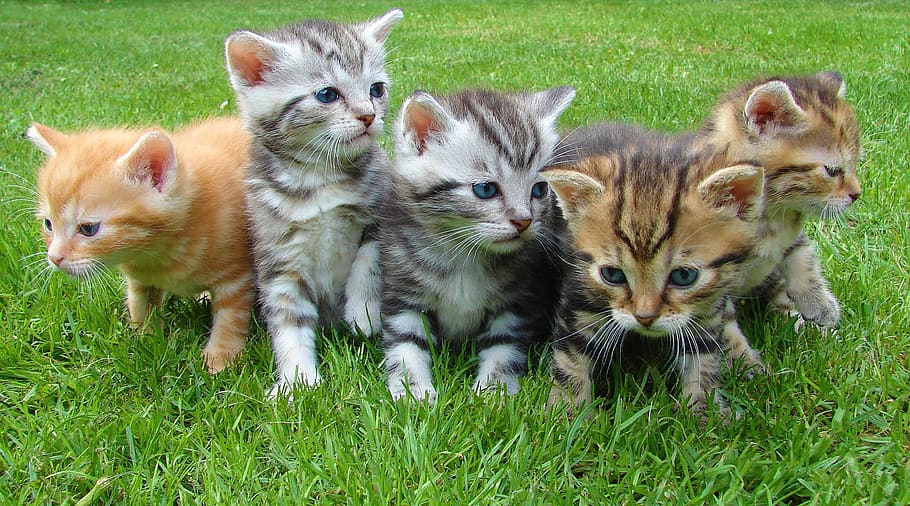 group of kittens or litter