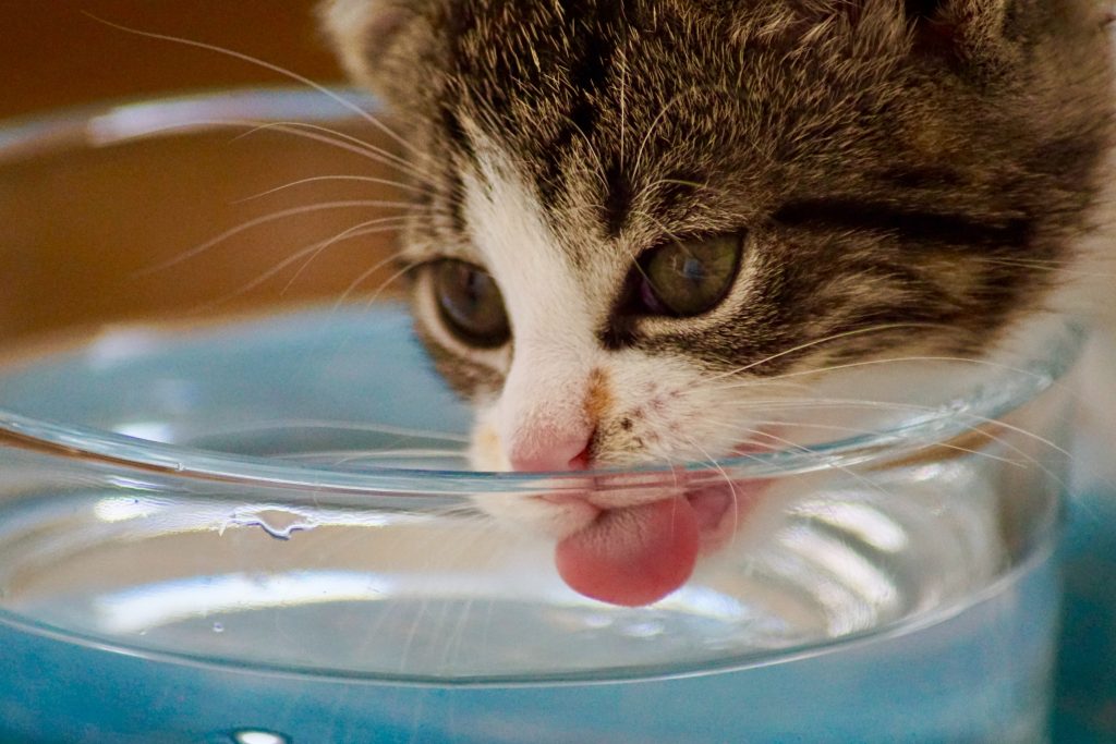 How long can cats go without water