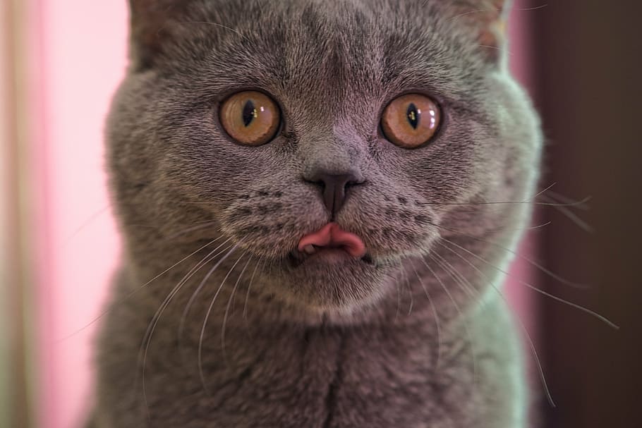 cat sticking tongue out 