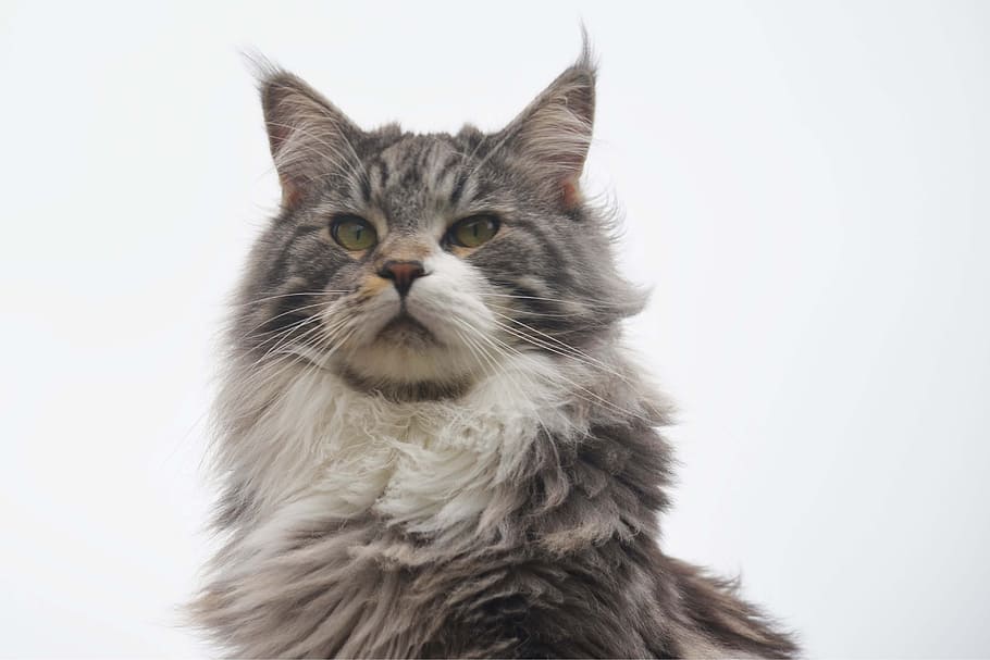 Why are Maine Coon So Fluffy