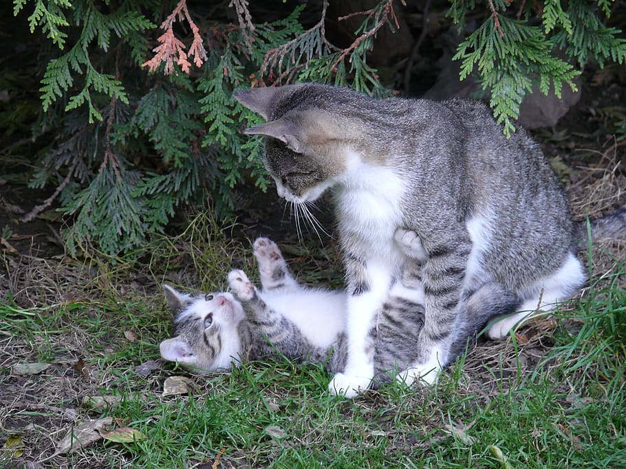 How Do Cats Mate Feline Love Rituals Tail Of Cats