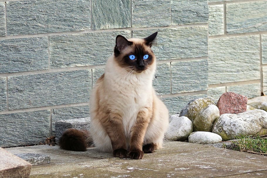 Siamese cat blue eyes