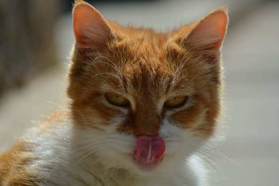 Why do Cats Stick Their Tongue Out?