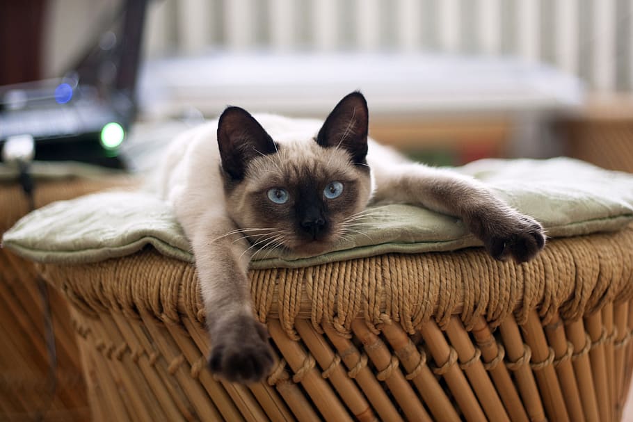 siamese cat on a cushion