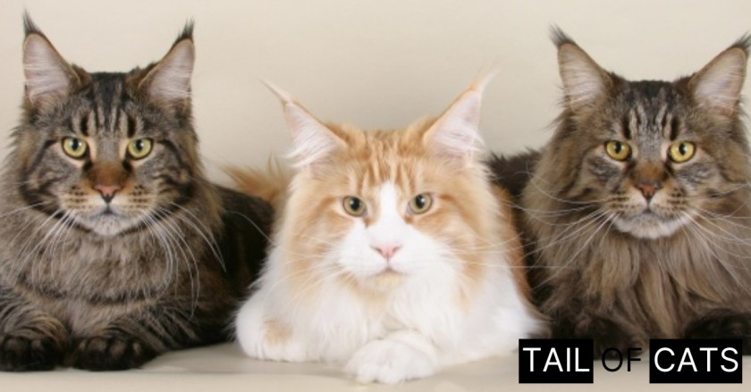 Why Are Maine Coon so fluffy?