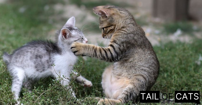 Why do Cats Groom Each Other