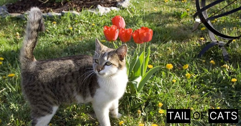 Are Tulips Toxic to Cats?