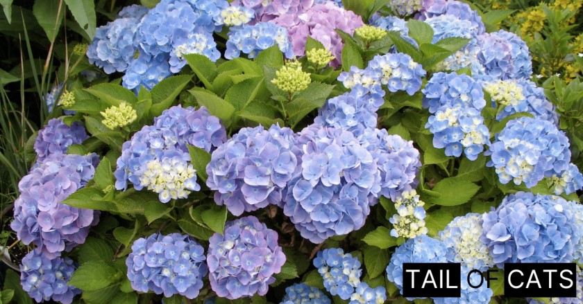 Are Hydrangeas Poisonous to Cats