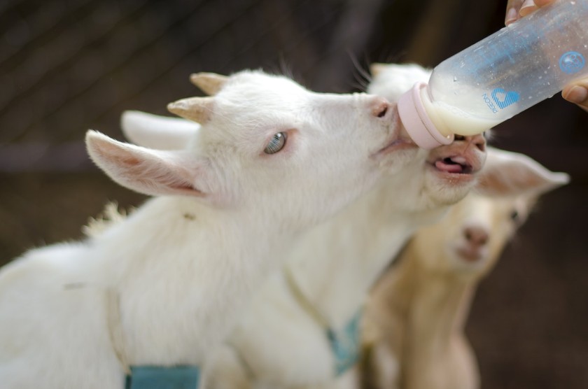 Goat drinking goat's milk