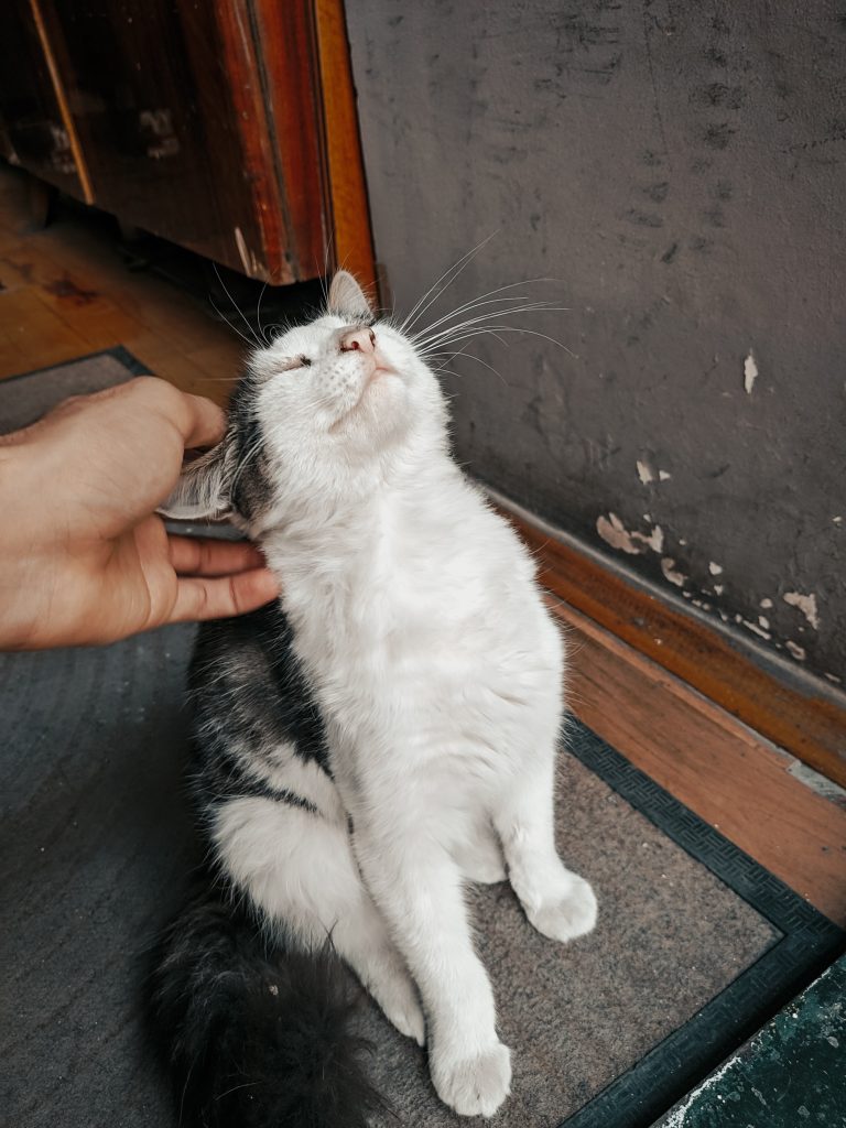 Cat receiving attention and love