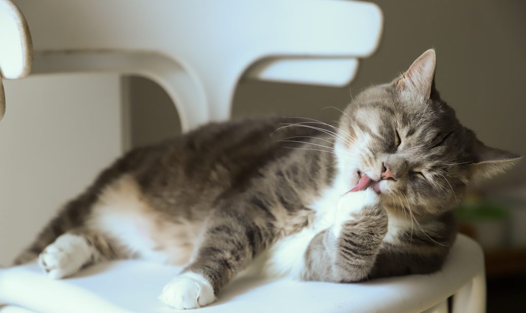 Can Cats Hear Ultrasound