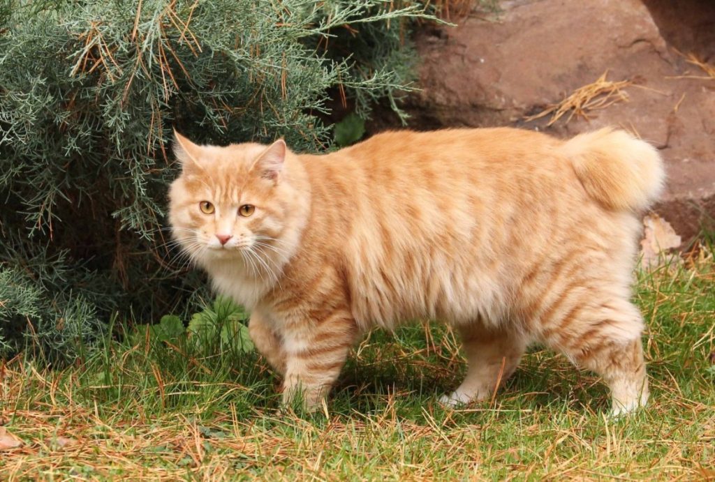 Kurilian Bobtail cat breed