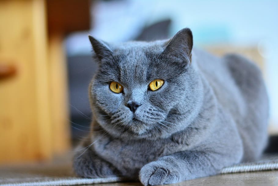 Chartreux cat breed